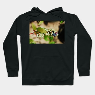 Ripening Blueberries Hoodie